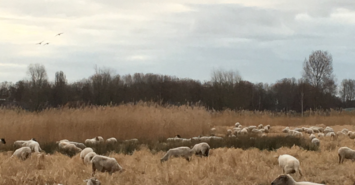 Beweeg mee of breek, makke schapen met wuivend riet