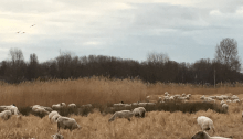 Beweeg mee of breek, makke schapen met wuivend riet