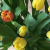Vier jouw verjaardag (bos tulpen)