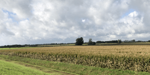 maisveld