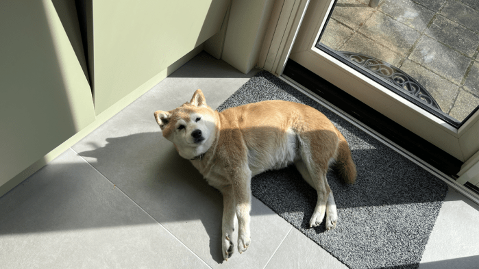 Kon ik maar zijn als een hond